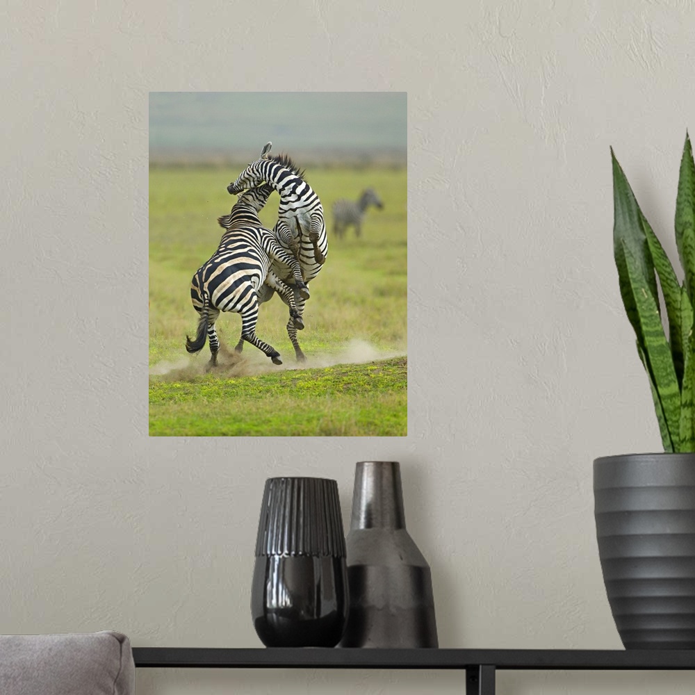 A modern room featuring Two zebras fighting in a field, Ngorongoro Conservation Area, Arusha Region, Tanzania (Equus burc...