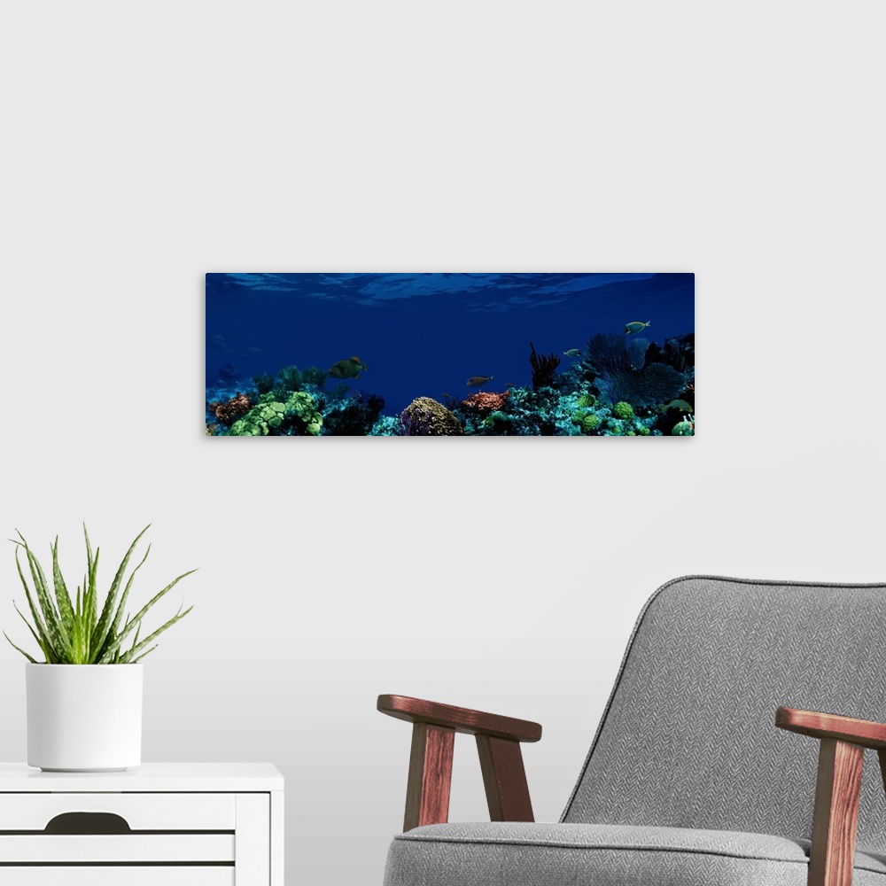 A modern room featuring Photograph of a coral reef with several coral and sponge species along the bottom, and four tropi...