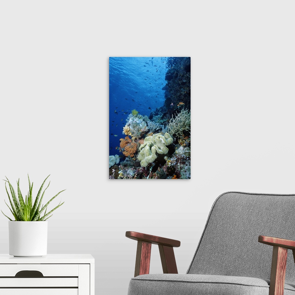 A modern room featuring Underwater coral wall with tropical fish and invertebrates, Maldives
