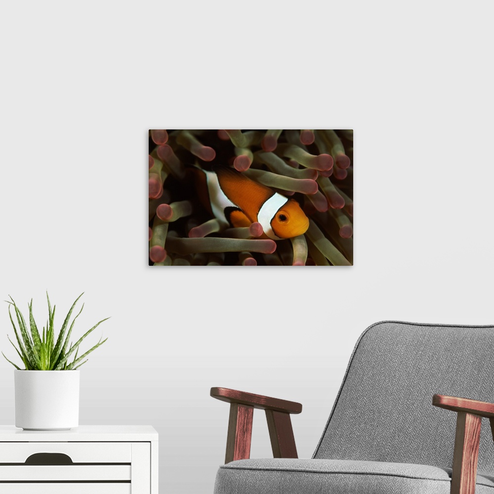 A modern room featuring Underwater scene of Clown anemonefish (Amphiprion ocellaris) with sea anemones (Heteractis magnif...
