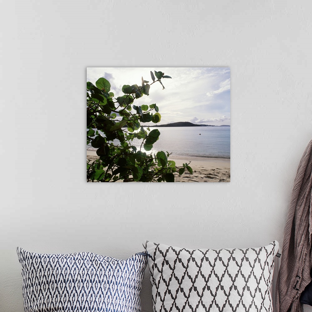 A bohemian room featuring US Virgin Islands, St. John, Gibney's Beach, Seagrape tree on the beach
