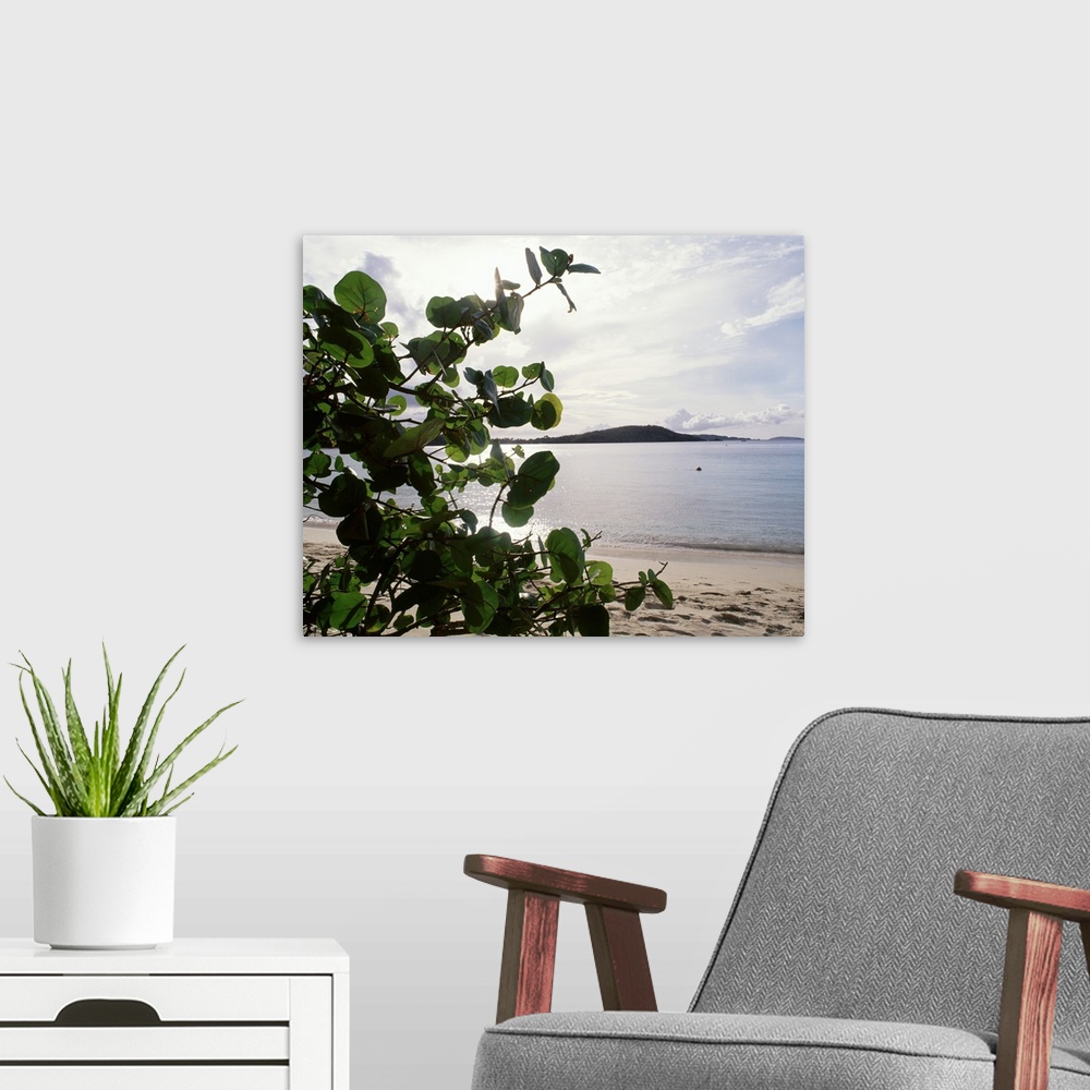 A modern room featuring US Virgin Islands, St. John, Gibney's Beach, Seagrape tree on the beach