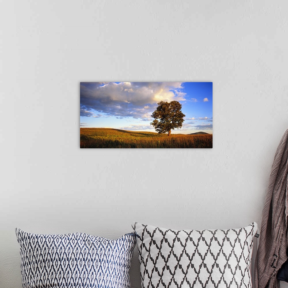 A bohemian room featuring Horizontal photograph on a large wall hanging of a large, lone sugar maple basking in the sunligh...
