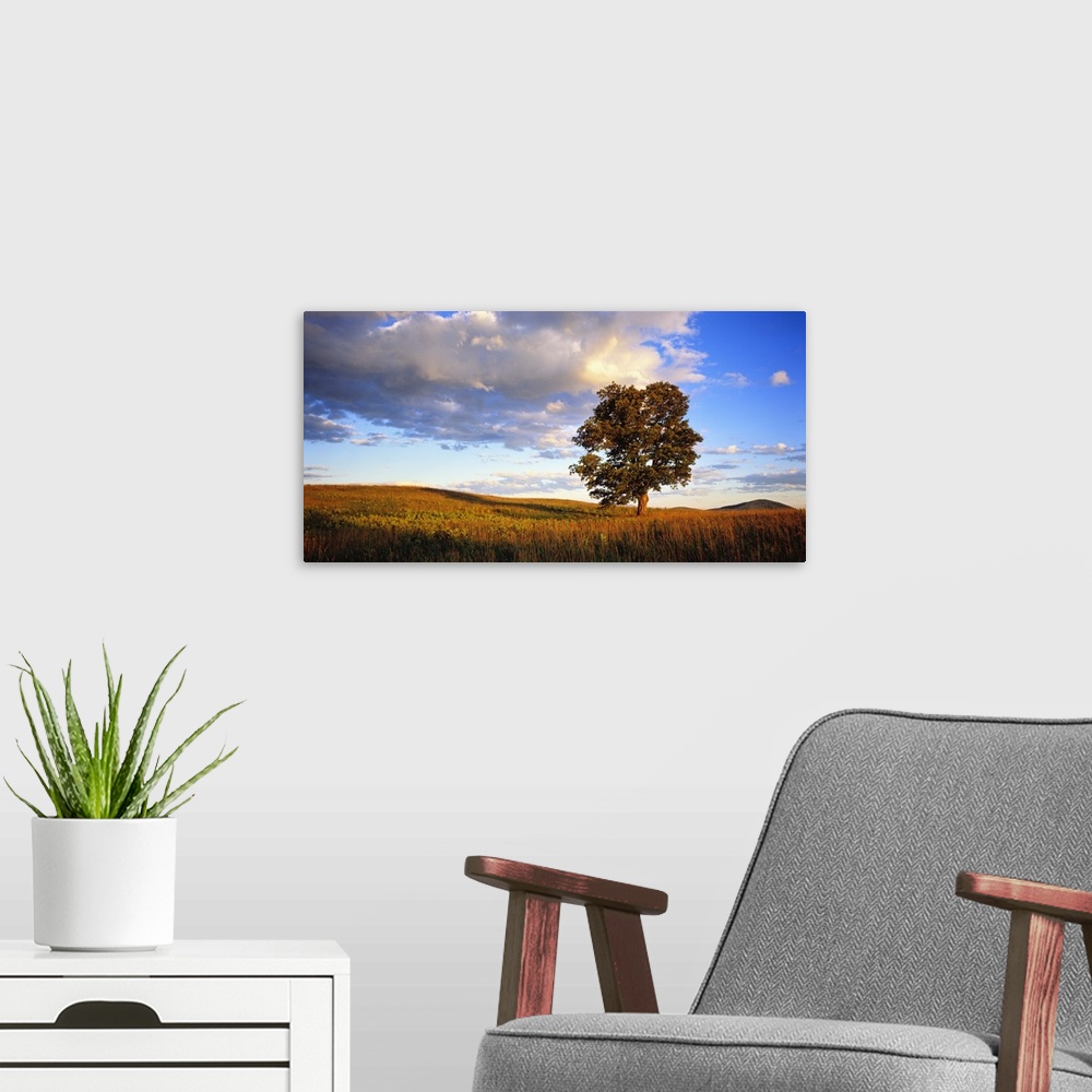 A modern room featuring Horizontal photograph on a large wall hanging of a large, lone sugar maple basking in the sunligh...