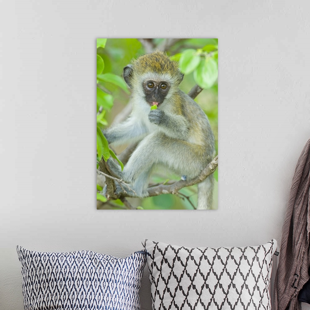 A bohemian room featuring Vervet monkey sitting on a branch, Tarangire National Park, Arusha Region, Tanzania (Chlorocebus ...