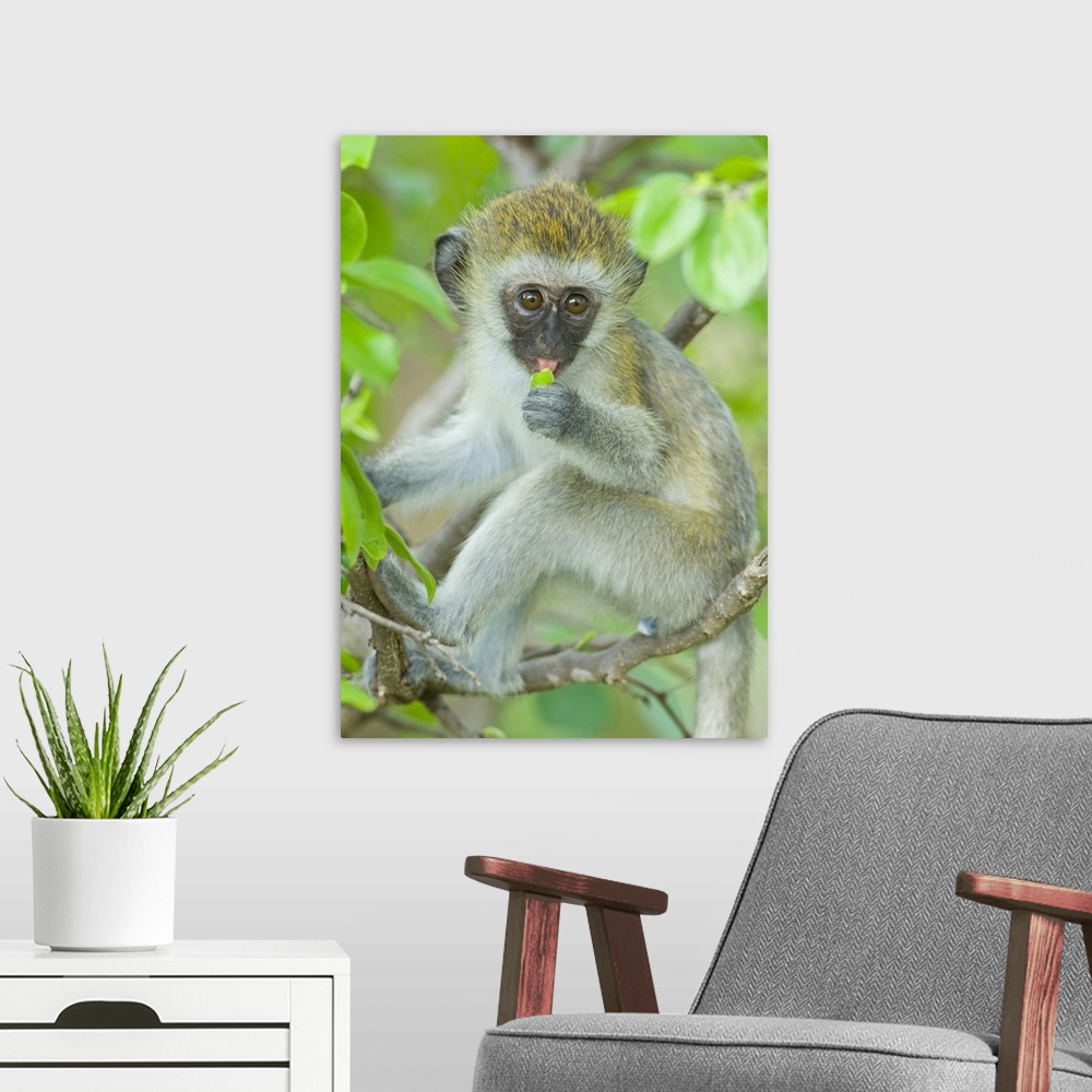 A modern room featuring Vervet monkey sitting on a branch, Tarangire National Park, Arusha Region, Tanzania (Chlorocebus ...