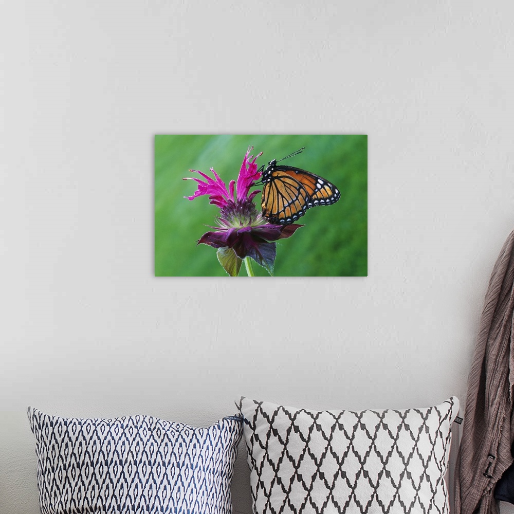A bohemian room featuring Wall photo art of the up close of a butterfly sitting on a flower.