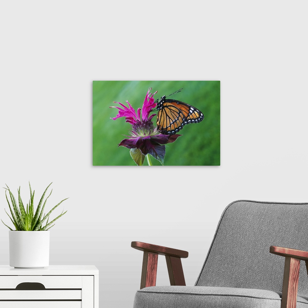 A modern room featuring Wall photo art of the up close of a butterfly sitting on a flower.