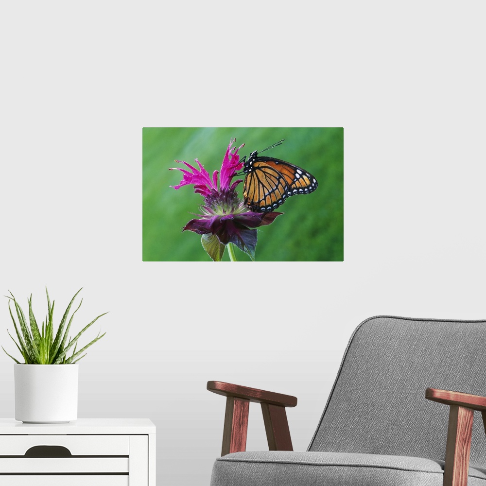 A modern room featuring Wall photo art of the up close of a butterfly sitting on a flower.