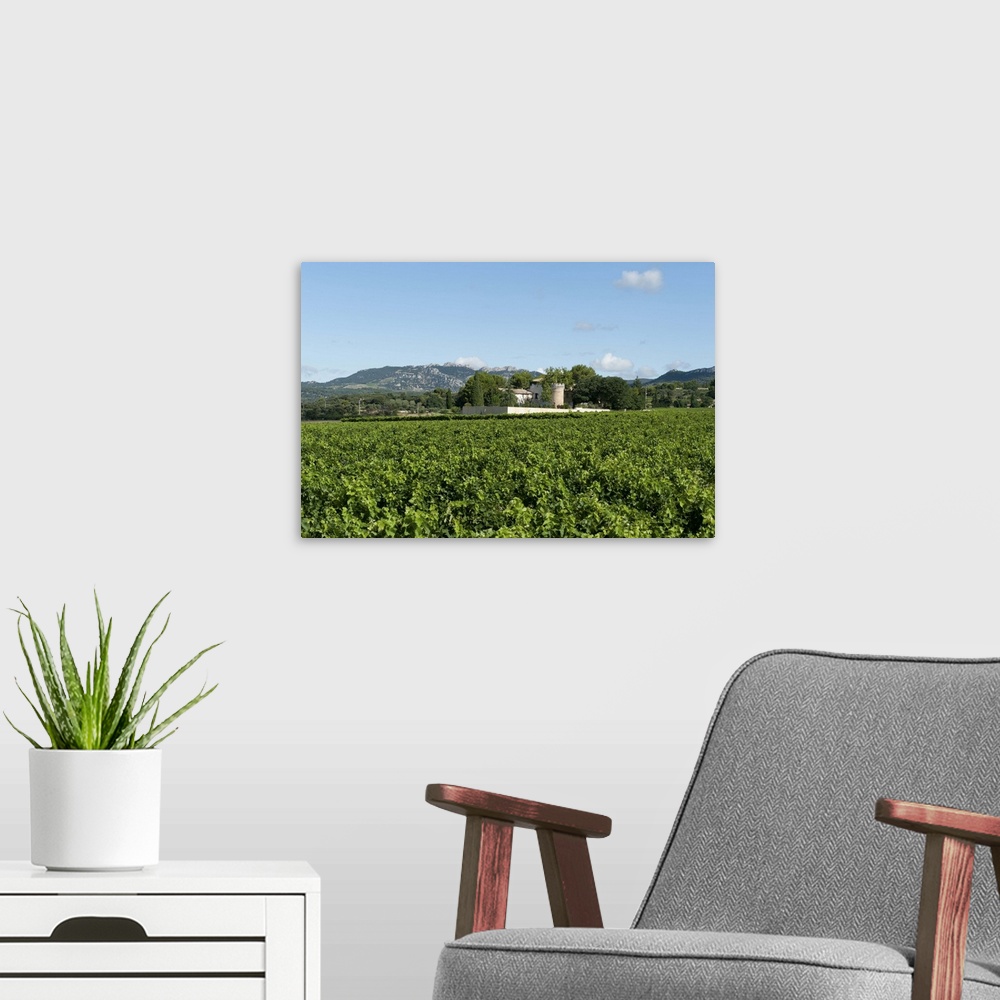 A modern room featuring Vine crop in a field, Carpentras, Vaucluse, Provence-Alpes-Cote d'Azur, France