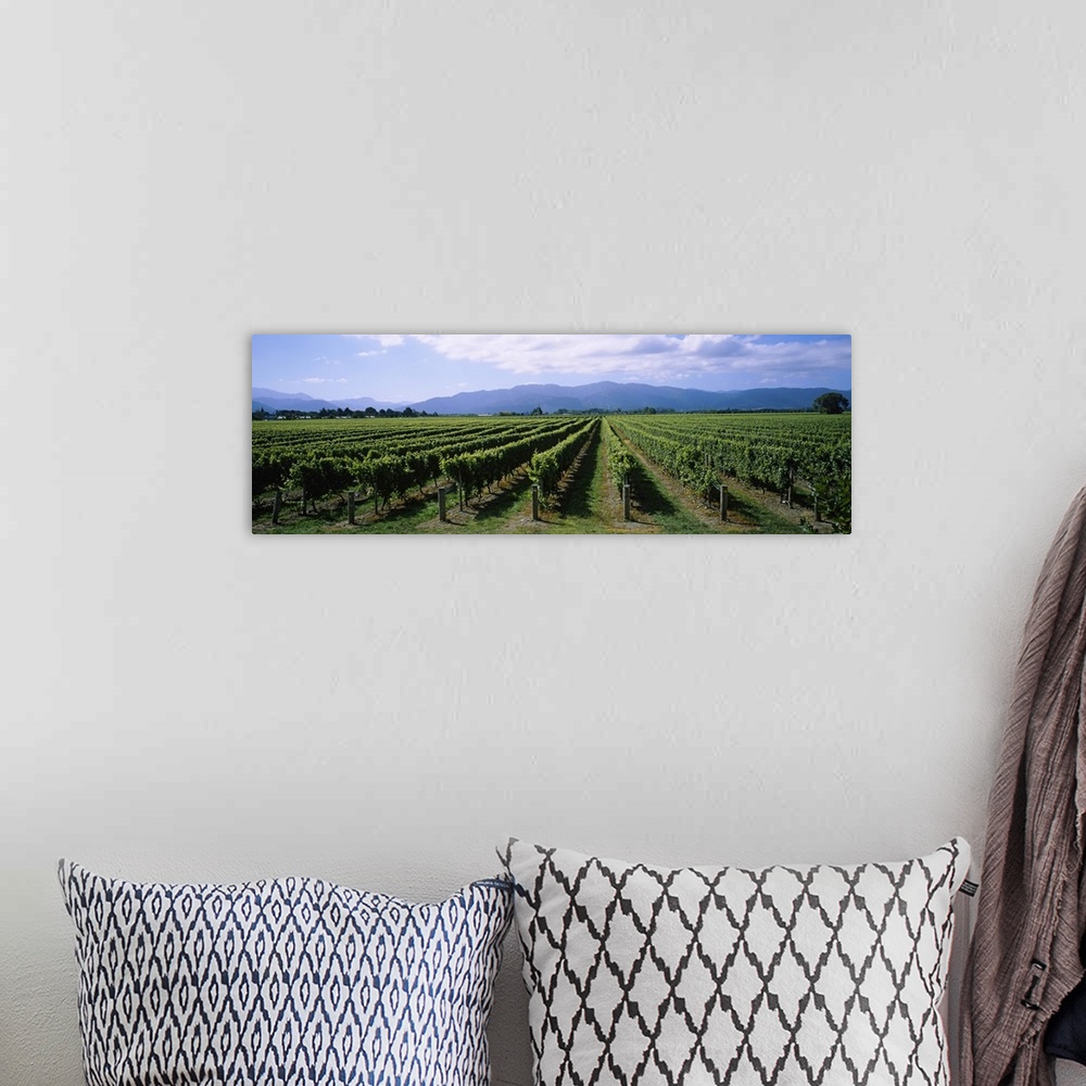 A bohemian room featuring Vine crop in a field, Marlborough, South Island, New Zealand