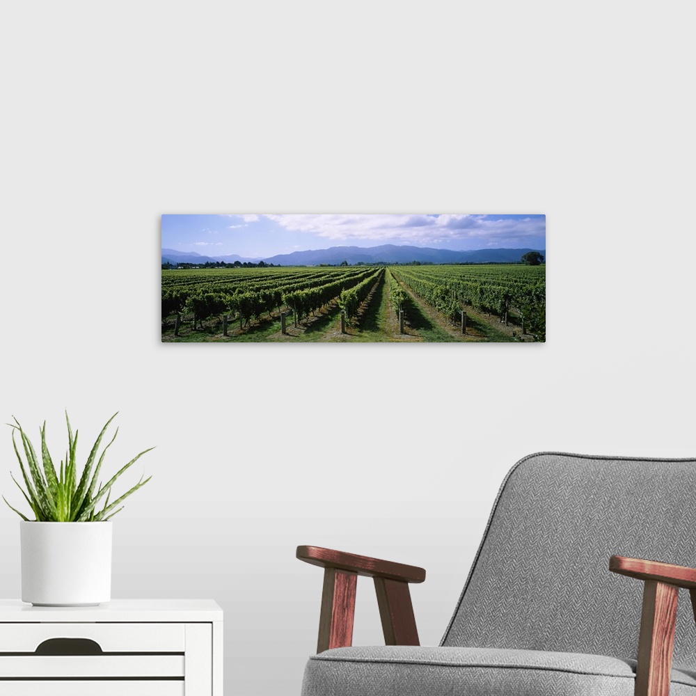 A modern room featuring Vine crop in a field, Marlborough, South Island, New Zealand