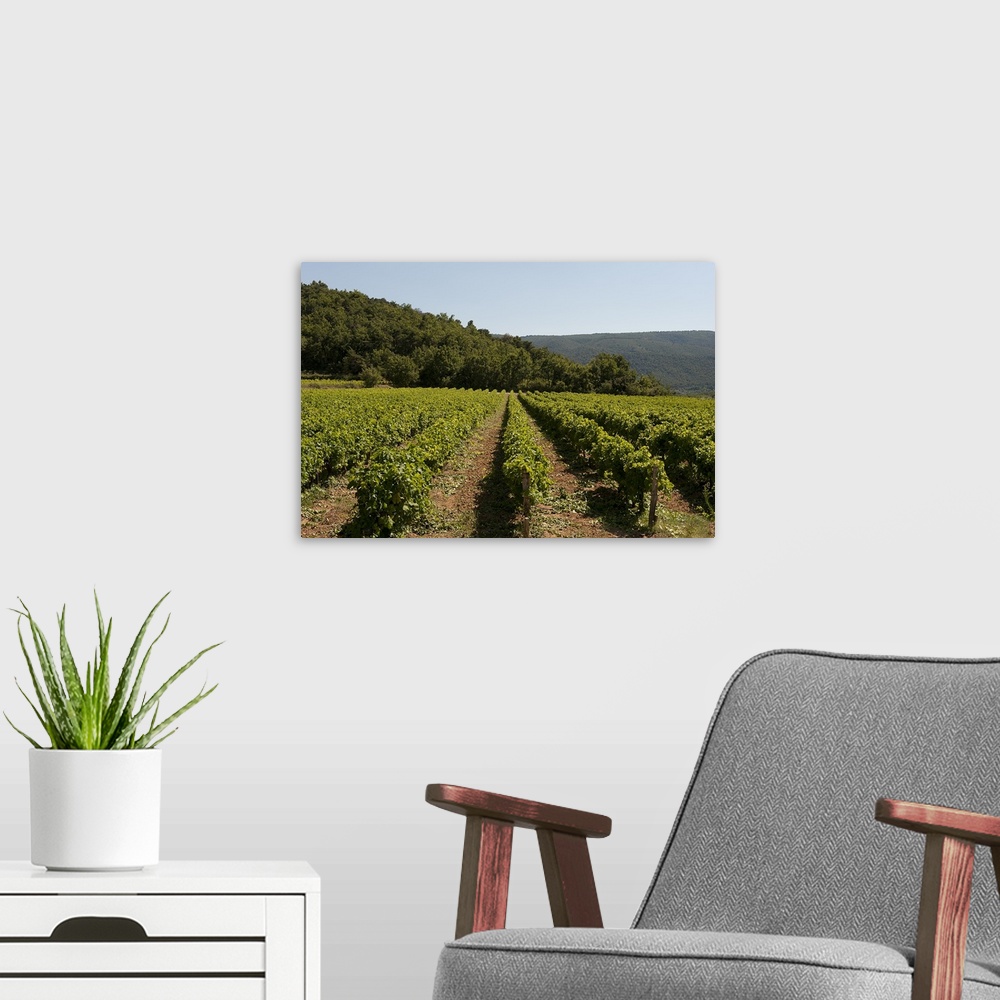A modern room featuring Vine crop in a vineyard, Menerbes, Vaucluse, Provence Alpes Cote dAzur, France