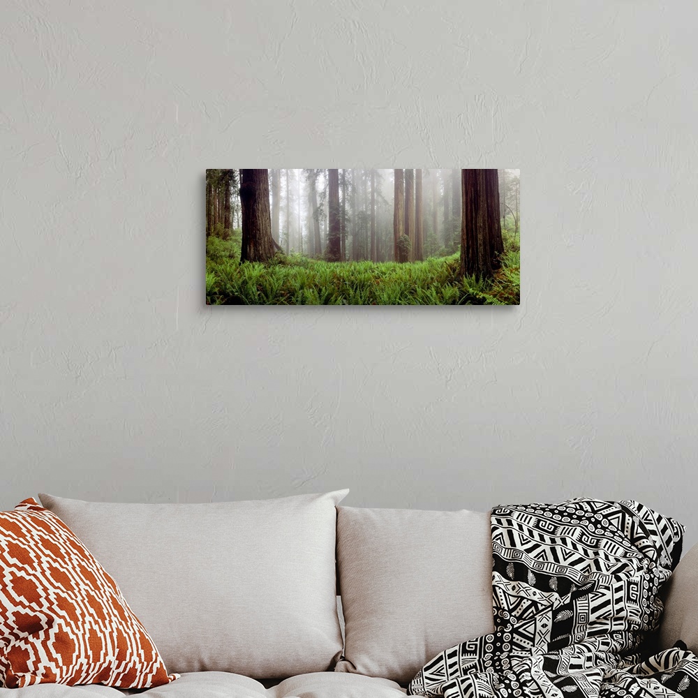 A bohemian room featuring A panoramic photograph for the home or office, this landscape picture shows a misty wood filled w...