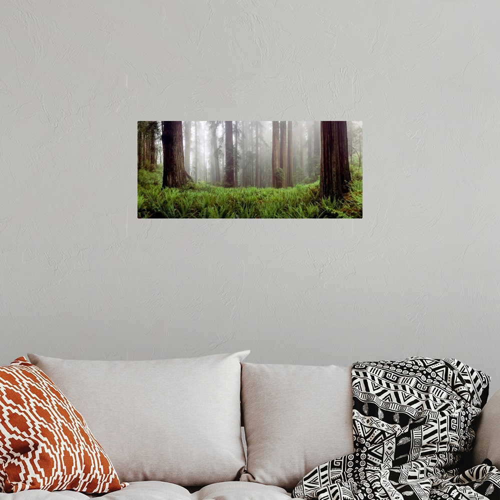 A bohemian room featuring A panoramic photograph for the home or office, this landscape picture shows a misty wood filled w...