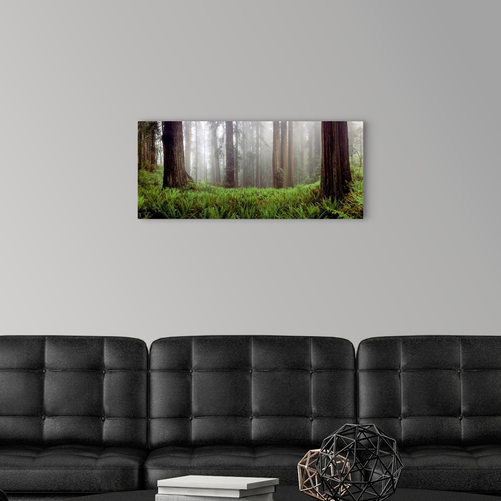 A modern room featuring A panoramic photograph for the home or office, this landscape picture shows a misty wood filled w...