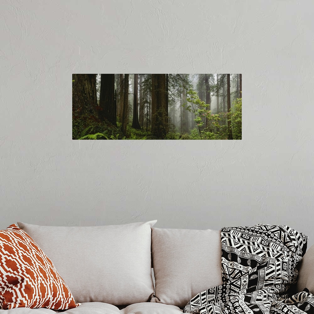 A bohemian room featuring Panoramic photograph of dense forest filled with fog and thick undergrowth.