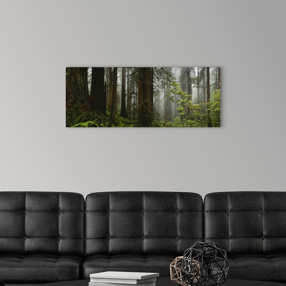 A modern room featuring Panoramic photograph of dense forest filled with fog and thick undergrowth.
