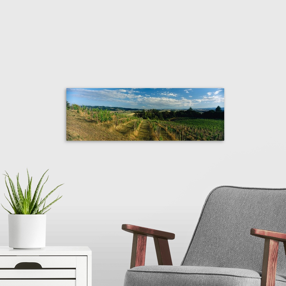 A modern room featuring Vines in a field, Elk Cove, Newberg, Yamhill County, Oregon