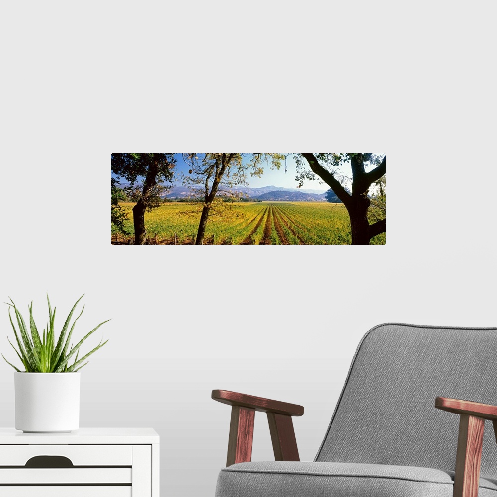 A modern room featuring Large panoramic print of a vineyard with rolling mountains in the background.