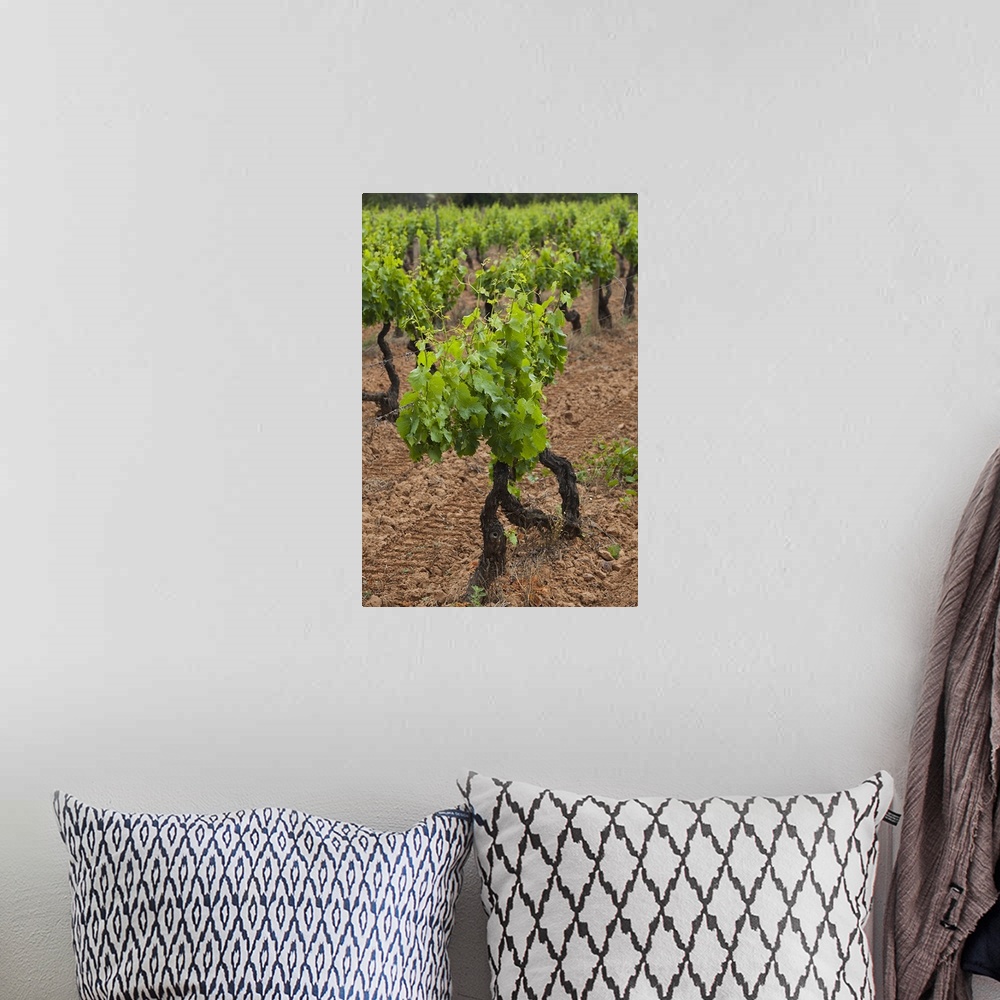 A bohemian room featuring Vines in a vineyard, Jerzu, Ogliastra, Sardinia, Italy