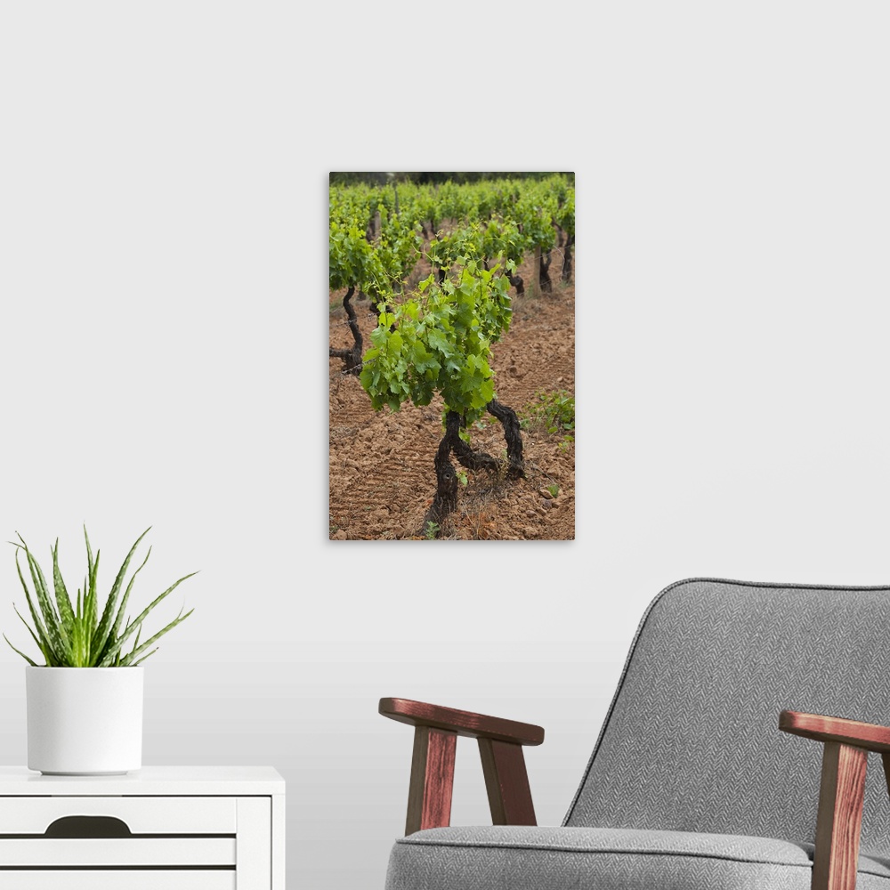 A modern room featuring Vines in a vineyard, Jerzu, Ogliastra, Sardinia, Italy