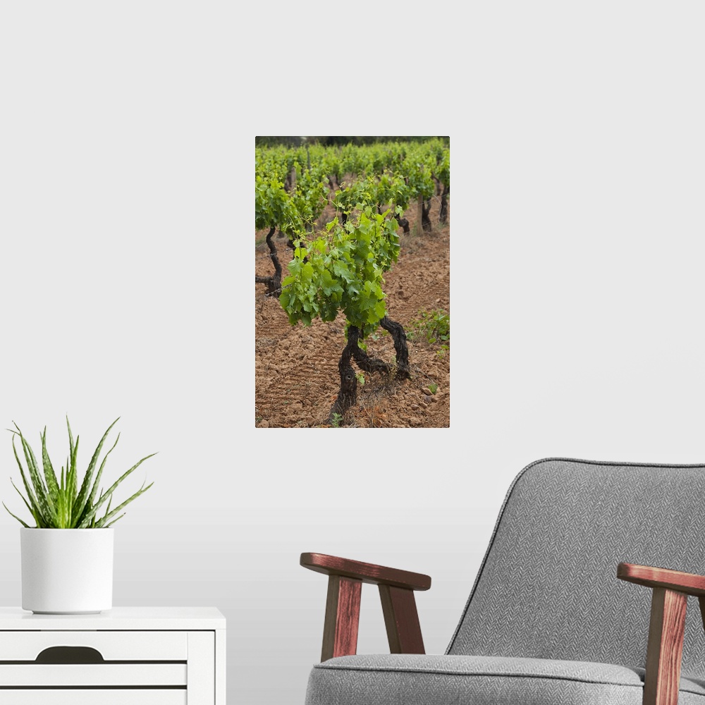 A modern room featuring Vines in a vineyard, Jerzu, Ogliastra, Sardinia, Italy