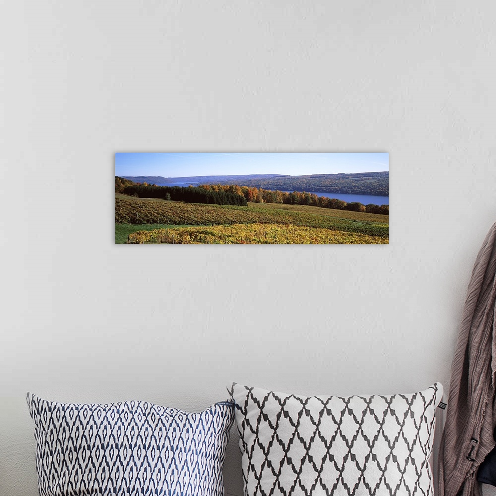 A bohemian room featuring Grape Vineyards on Keuka Lake, Finger Lakes Region, New York