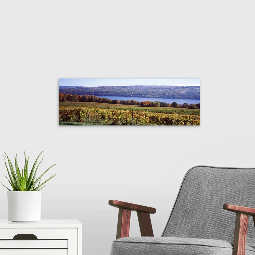 A modern room featuring Grape Vineyards on Keuka Lake, Finger Lakes Region, New York