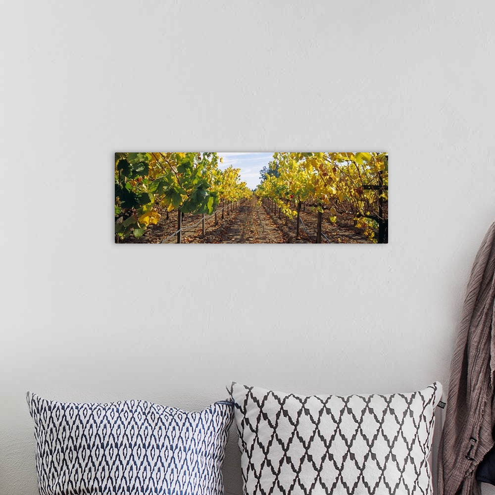 A bohemian room featuring Vines in a vineyard Napa Napa County California
