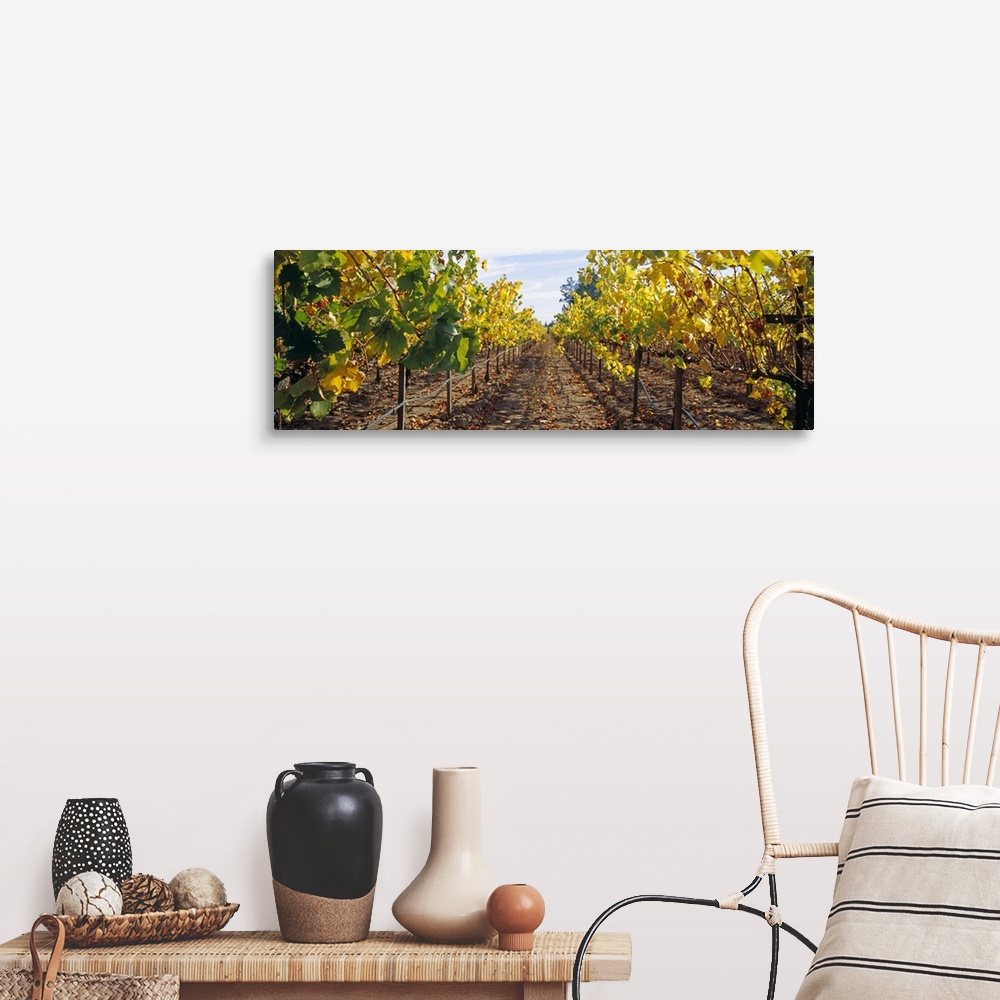 A farmhouse room featuring Vines in a vineyard Napa Napa County California