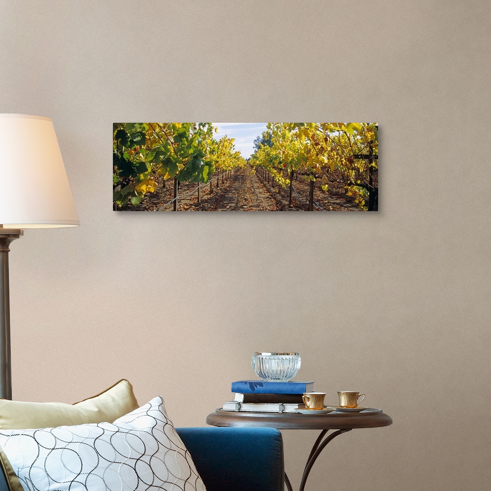 A traditional room featuring Vines in a vineyard Napa Napa County California