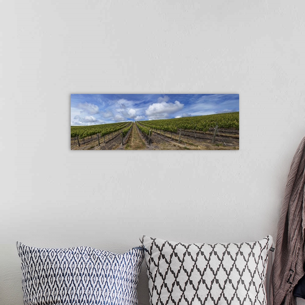 A bohemian room featuring Vines in a vineyard, San Luis Obispo, San Luis Obispo County, California