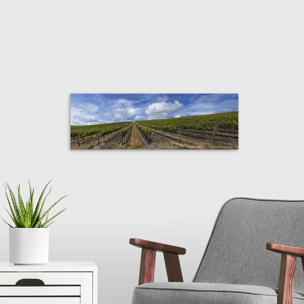 A modern room featuring Vines in a vineyard, San Luis Obispo, San Luis Obispo County, California