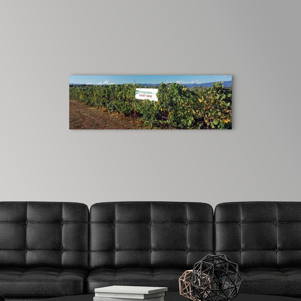 A modern room featuring Pinot Noir Grapes on the vine with bird netting, Mt. Hood in the background, Hood River Valley, H...