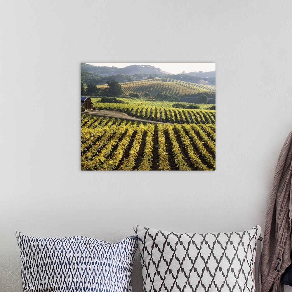 A bohemian room featuring Vineyard at Domaine Carneros Winery, Sonoma Valley, California