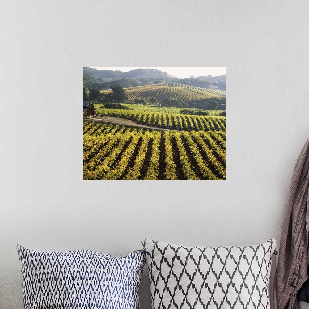 A bohemian room featuring Vineyard at Domaine Carneros Winery, Sonoma Valley, California