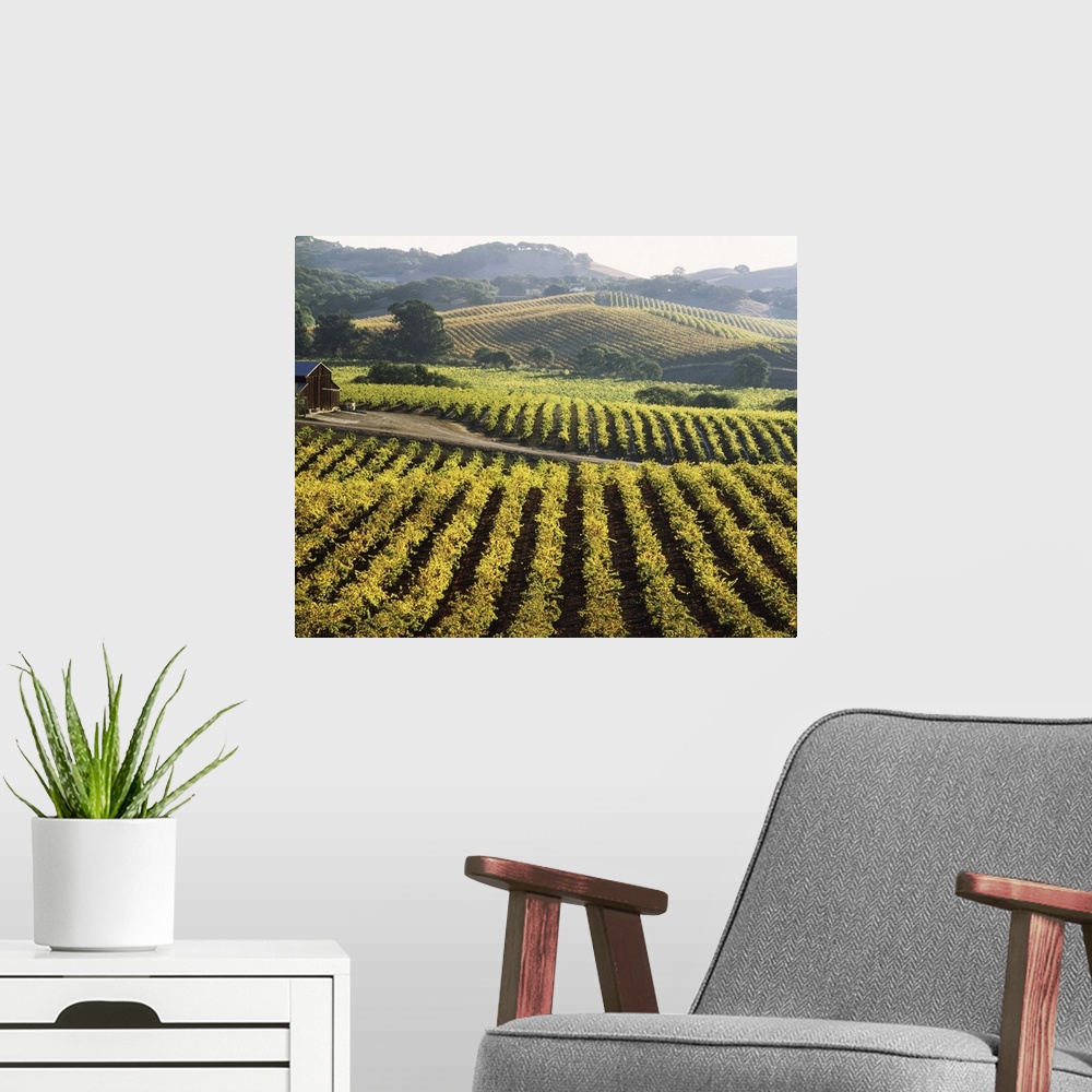 A modern room featuring Vineyard at Domaine Carneros Winery, Sonoma Valley, California