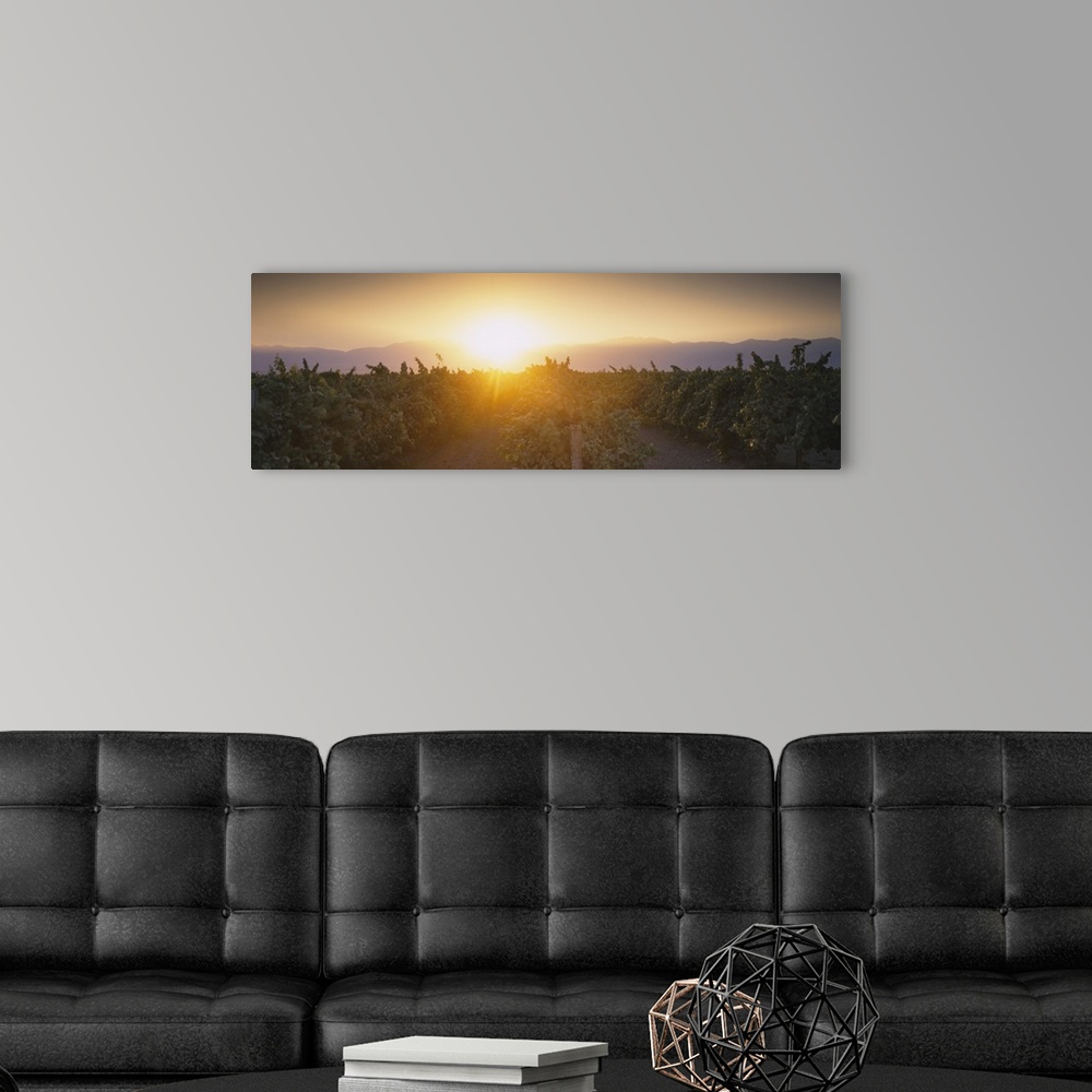 A modern room featuring Vineyard at sunrise, Kern County, California
