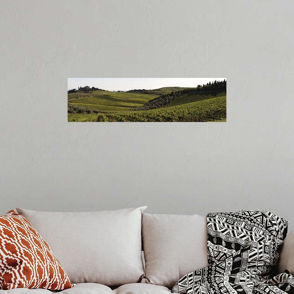A bohemian room featuring Vineyard, Chianti Region, Radda in Chianti, Siena Province, Tuscany, Italy