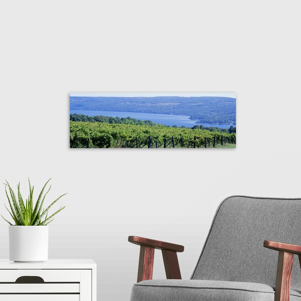 A modern room featuring Vineyard Finger Lakes Region NY