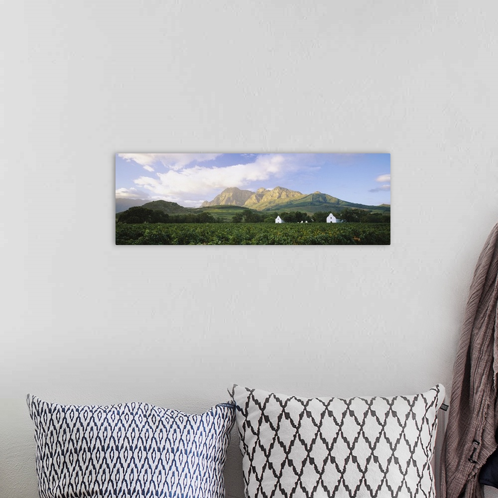 A bohemian room featuring Vineyard in front of mountains, Babylons Torren Wine Estates, Paarl, Western Cape, Cape Town, Sou...