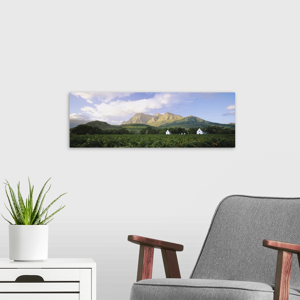 A modern room featuring Vineyard in front of mountains, Babylons Torren Wine Estates, Paarl, Western Cape, Cape Town, Sou...