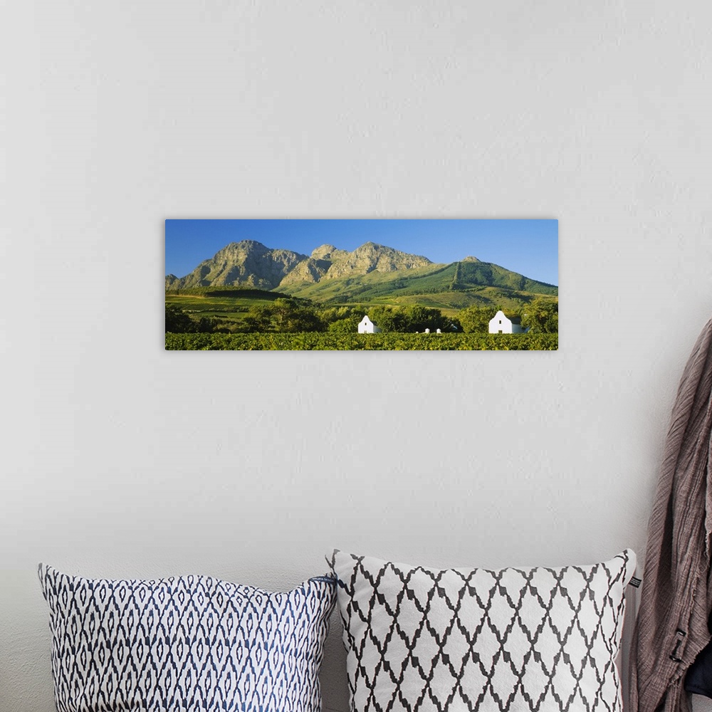 A bohemian room featuring Vineyard in front of mountains, Babylons Torren Wine Estates, Paarl, Western Cape, Cape Town, Sou...
