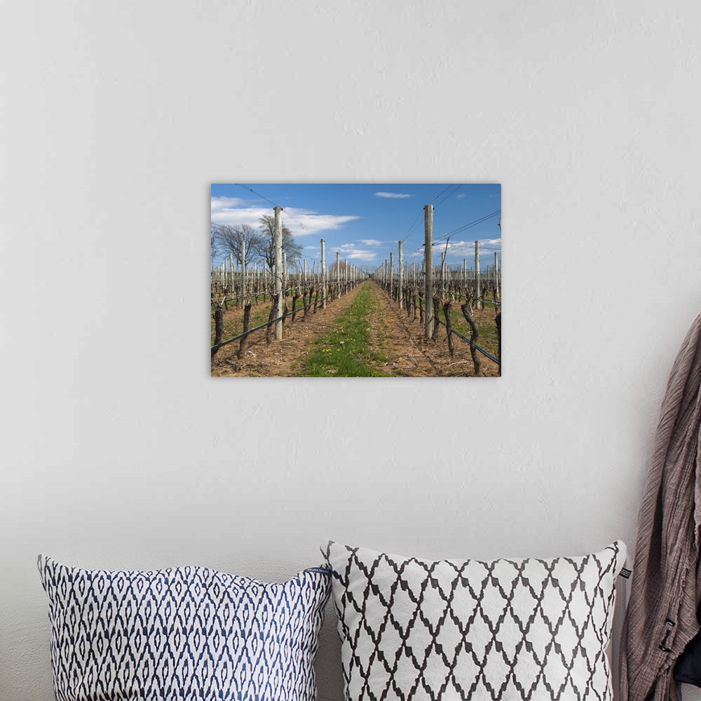 A bohemian room featuring Vineyard in spring, Cutchogue, Suffolk County, Long Island, New York State, USA