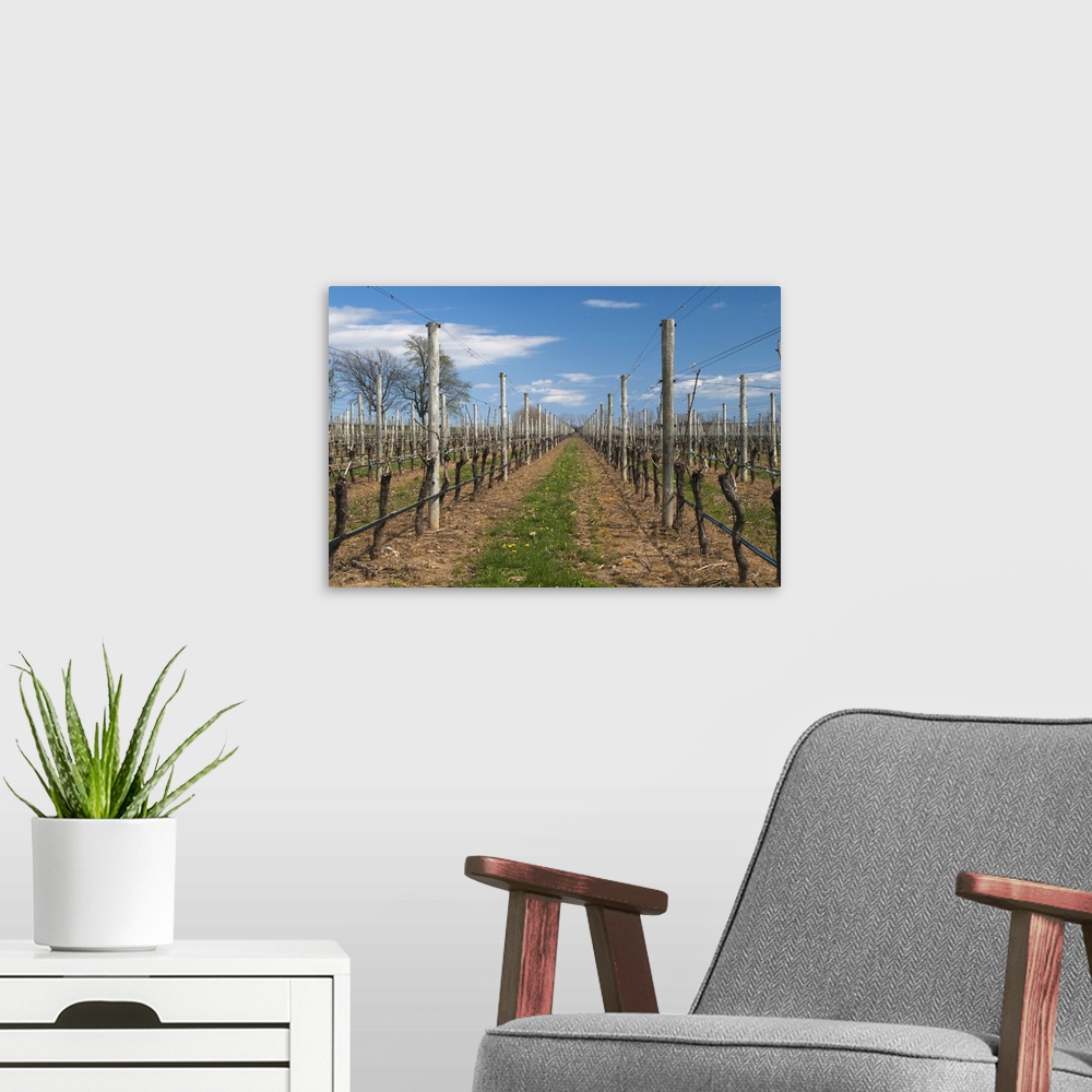 A modern room featuring Vineyard in spring, Cutchogue, Suffolk County, Long Island, New York State, USA