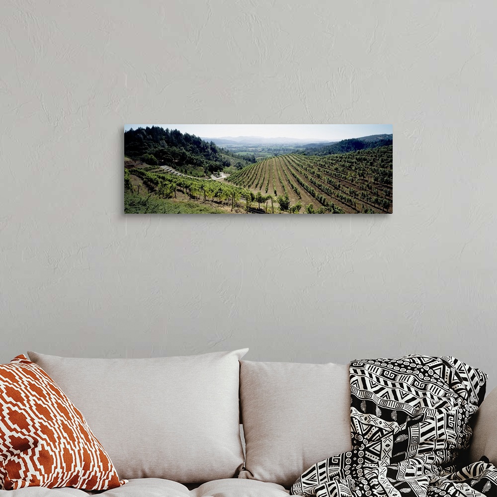 A bohemian room featuring Vineyard, Newton Vineyard, St. Helena, Napa Valley, Napa County, California