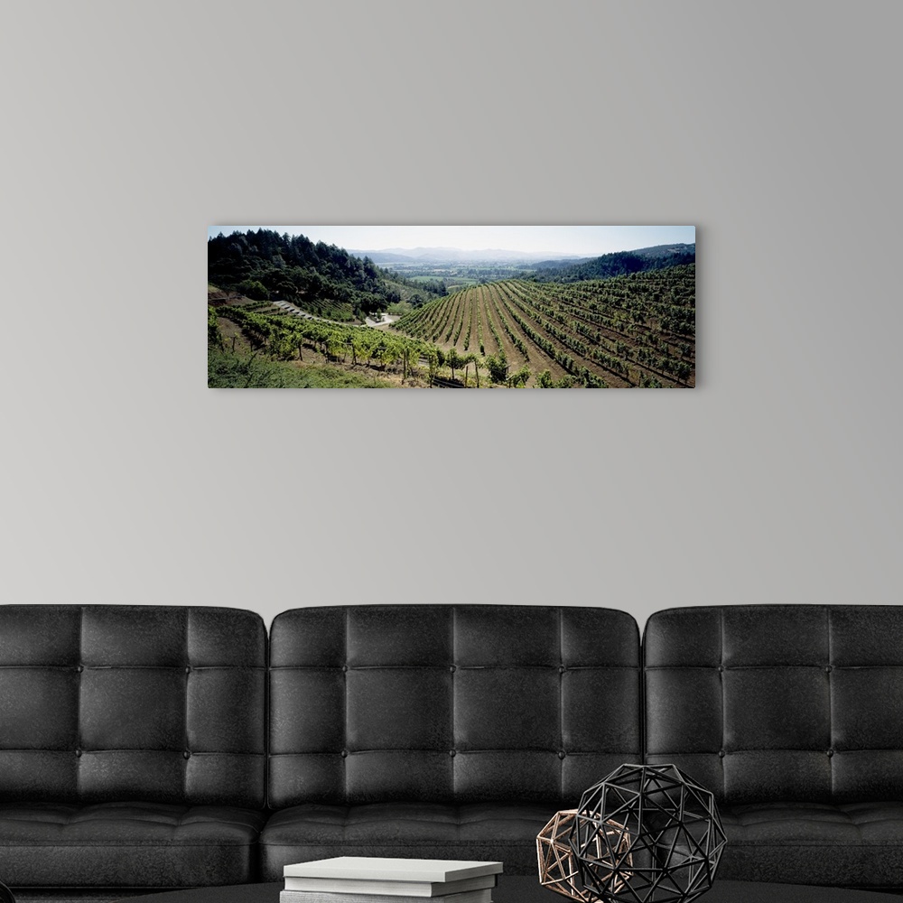 A modern room featuring Vineyard, Newton Vineyard, St. Helena, Napa Valley, Napa County, California