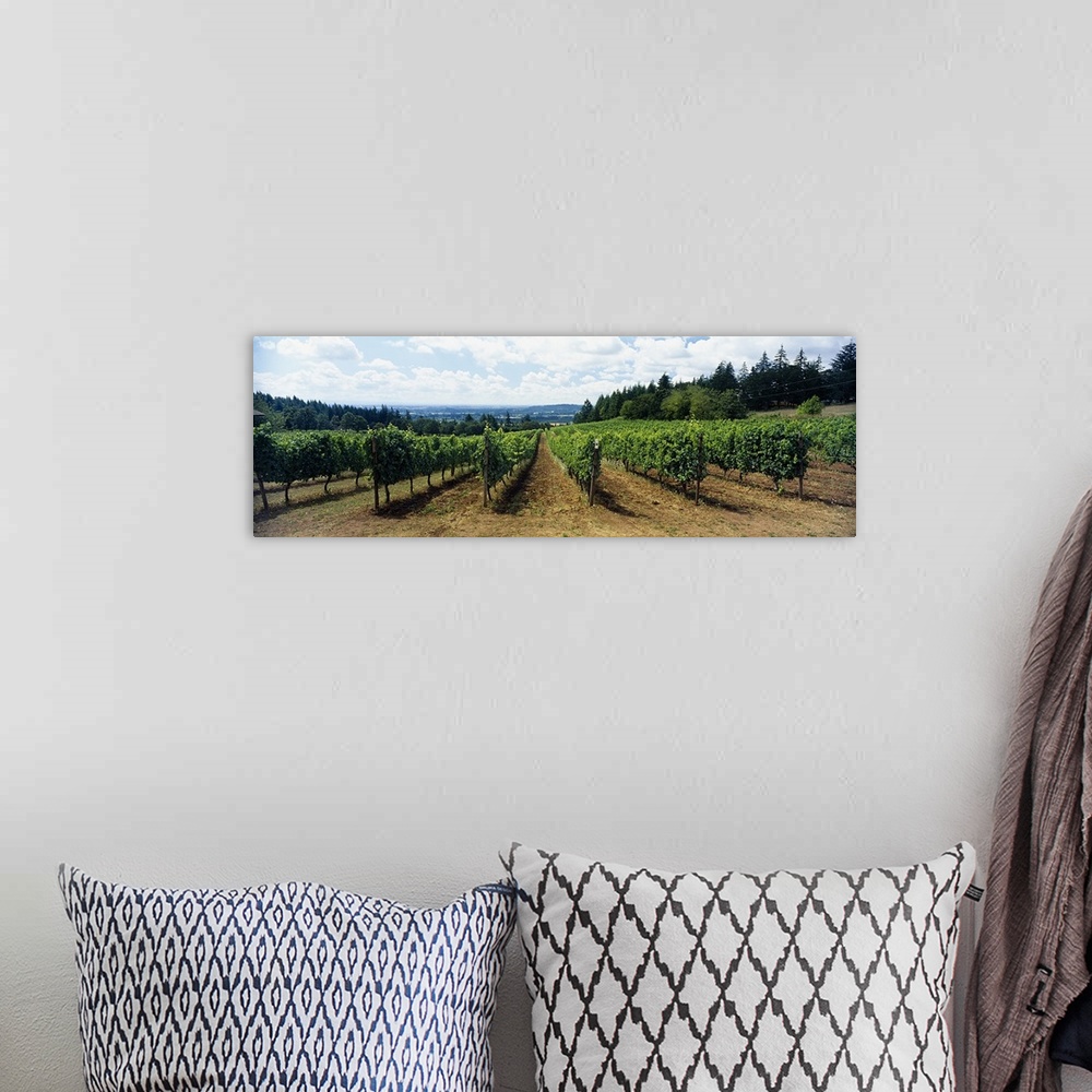 A bohemian room featuring Vineyard on a landscape, Adelsheim Vineyard, Newberg, Willamette Valley, Oregon, USA