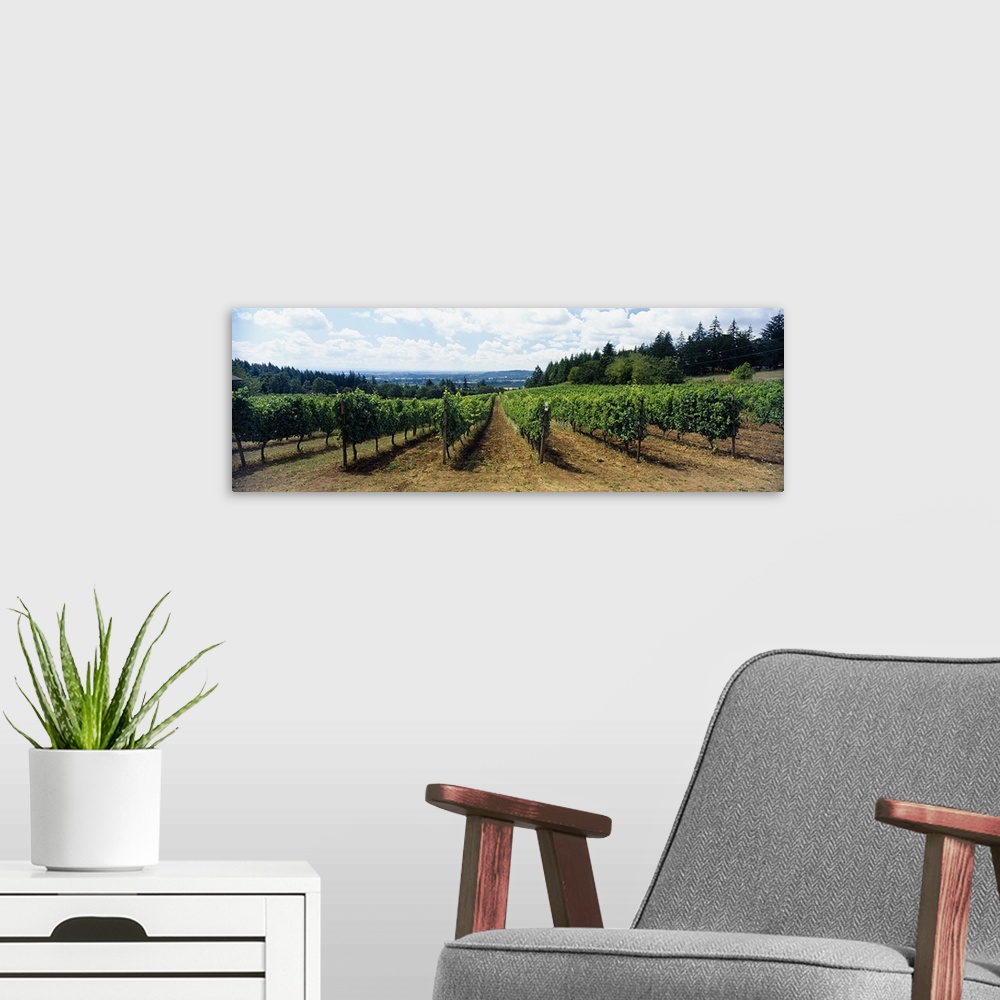 A modern room featuring Vineyard on a landscape, Adelsheim Vineyard, Newberg, Willamette Valley, Oregon, USA